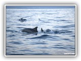 dolfijnen_voor_villa_pandu1